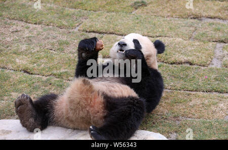 Eine der Grossen Pandas Zwillinge 'Xinghui' und 'Xingfan' spielt, wie Sie der Öffentlichkeit zum ersten Mal nach dem Einfahren in Nantong in der nantong Wald Stockfoto