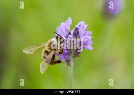 Apis mellifera, Europäische Honigbiene, Westliche Honigbiene Nektar sammeln von lavendelblüten. Großbritannien Stockfoto