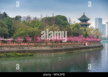 Landschaft von Red plum in voller Blüte entlang eines Flusses in Wangjianglou Park in Chengdu City, im Südwesten Chinas Provinz Sichuan, 18. Februar 2019. Arti Stockfoto