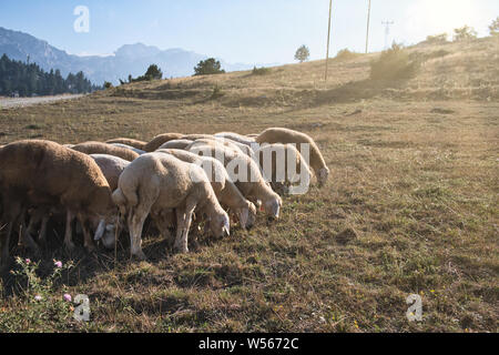 Herde Schafe, Schafe grasen auf der grünen Wiese Stockfoto