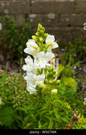 Antirrhinum majus, Snapdragon Blumen wachsen in einem Englischen Garten im Frühling. Großbritannien Stockfoto