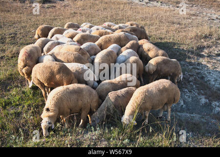 Herde Schafe, Schafe grasen auf der grünen Wiese Stockfoto