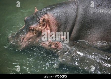 Ein Hippo cub spielt mit seiner Mutter bei der Hippo Museum im Zoo von Shanghai in Shanghai, China, 22. Februar 2019. Ein Baby hippo mit seiner Mutter spielte Stockfoto