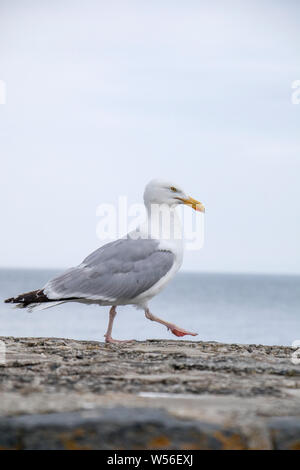 Eine Silbermöwe auf der Hafenmauer, Großbritannien, Großbritannien Stockfoto