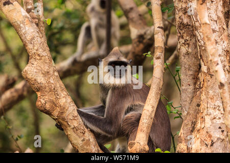 Wild Gibbon Affe in einem Baum, Yala National Park, Sri Lanka Stockfoto