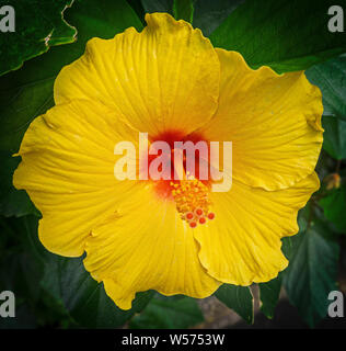 Hawaiian hibiscus Zoo Calgary Alberta Stockfoto