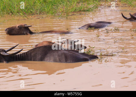 Wasserbüffel in Yala Nationalpark in Sri Lanka Stockfoto