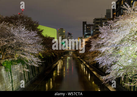 Cherry Blossom Bäume in Meguro, Tokio, Japan. Stockfoto