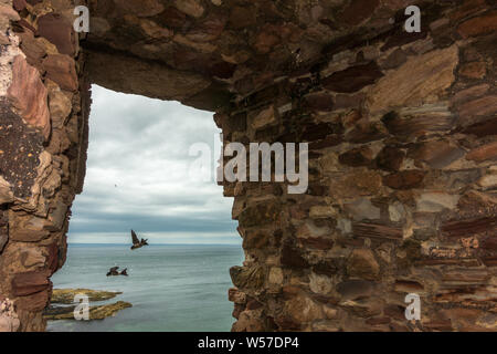 UK Wildlife: Haus Martins (Delichon urbicum) fliegen um ein Nest (mit einem Baby den Kopf stossen) Tantallon Castle, North Berwick, East Lothian, S Stockfoto