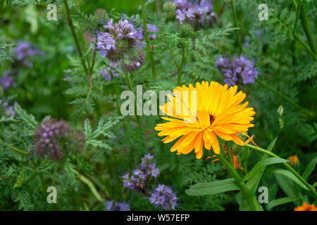 Kalendula Garten auf Hintergrund grün Blatt wächst im Jahr Garten Stockfoto