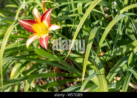 Ein Austritt daylily mit hellen, warmen Farben aus den umliegenden Laub. Stockfoto