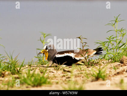 Das Nest des Weißen gekrönt Kiebitz ist nichts mehr als ein kratzen im Sand in der Nähe von Wasser. Verlassen Sie sich auf das herrlich camoflagued Eier Stockfoto