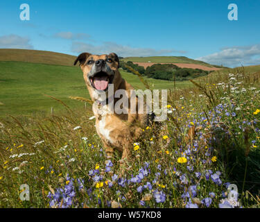 Keuchend glücklicher Hund sitzen in einem schönen wildflower Patch in St. Abbs Head Nature Reserve, Schottland an einem heißen Sommertag Stockfoto