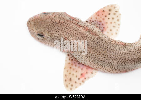 Ein geringerer Katzenhai, Scyliorhinus canicula, die auf der Stange und die Leitung vom Boot im Englischen Kanal gefangen wurde. Die schreiadler Dornhaie ist eine Stockfoto