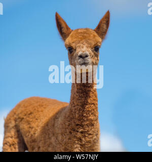 Baby-Alpaka Stockfoto