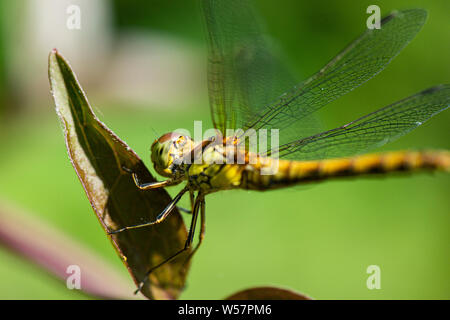 Eine weibliche Vagrant darter Dragonfly (Sympetrum vulgatum) auf einem Blatt Stockfoto