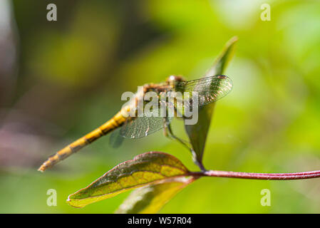 Eine weibliche Vagrant darter Dragonfly (Sympetrum vulgatum) auf einem Blatt Stockfoto