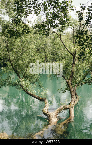 Ein Baum über Green river Stockfoto