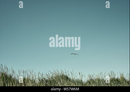 Isländischen Sommer Konzept mit hohen Gras Wiese und dem klaren, blauen Himmel mit fliegenden Vogel Stockfoto