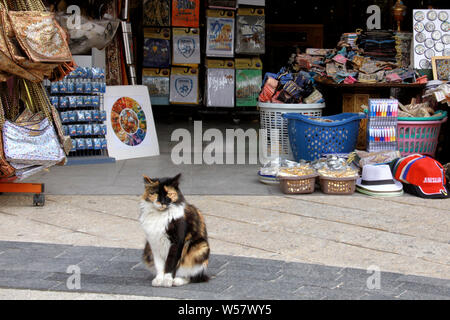 Eine verwilderte Katze sitzt außerhalb einen Souvenir Shop in der Altstadt von Jerusalem in der Nähe von Jaffa. Stockfoto