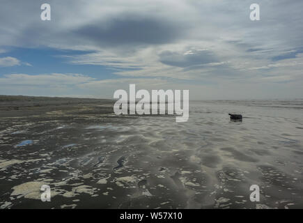 Oceanside in Long Beach, Washington State, USA - Oktober 11, 2015: Blick auf einen kleinen Trunk weit entfernt auf der dunklen Sandstrand unter einem blauen Himmel mit Litze Stockfoto