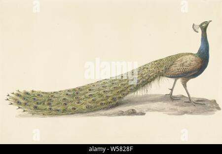 Blauer Pfau, Ziervögel: Pfau, Pieter Pietersz. Barbiers, 1759 - 1842, Papier, Aquarell (Lack), Stift, Pinsel, H 348 mm x B 531 mm Stockfoto