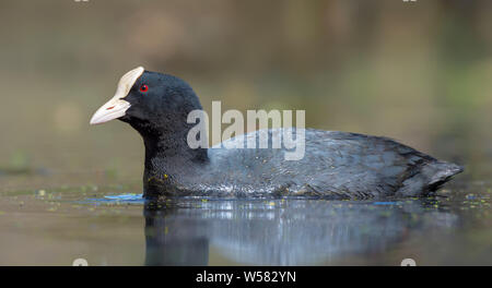 In der Nähe Bild von erwachsenen männlichen Eurasian Coot schwimmt in farbiges Licht Wasser von Spring Lake in Wäldern Stockfoto