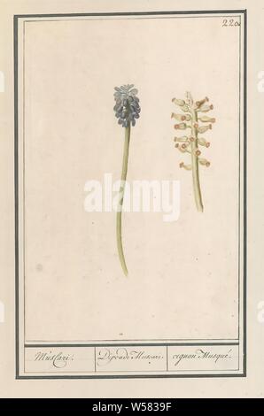 Blaue Trauben (Muscari botryoides) Musacri. /Dipeadi Muscari. /Cignon Musqué. (Titel auf Objekt), blaue Trauben. Nummerierte rechts oben: 220. Teil der dritten Album mit Zeichnungen von Blumen und Pflanzen. Zehnten von zwölf Alben mit Zeichnungen von Tieren, Vögeln und Pflanzen um 1600 bekannt, von Kaiser Rudolf II. in Auftrag gegeben Mit Erklärung in Englisch, Latein und Französisch., Anselmus Boetius De Boodt, 1596-1610, Papier, Aquarell (Lack), deck Farbe, Kreide, Pinsel, H 241 mm x B 160 mm Stockfoto