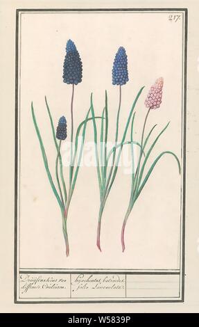 Blaue Trauben (Muscari botryoides). /Hyachintus bolroides. folio Integrifolia. (Titel auf Objekt), blaue Trauben. Nummerierte rechts oben: 217. Teil der dritten Album mit Zeichnungen von Blumen und Pflanzen. Zehnten von zwölf Alben mit Zeichnungen von Tieren, Vögeln und Pflanzen um 1600 bekannt, von Kaiser Rudolf II. in Auftrag gegeben Mit Erklärungen in Deutsch, Latein und Französisch., Anselmus Boetius De Boodt, 1596-1610, Papier, Aquarell (Lack), deck Farbe, Kreide, Pinsel, H 240 mm x B 150 mm Stockfoto