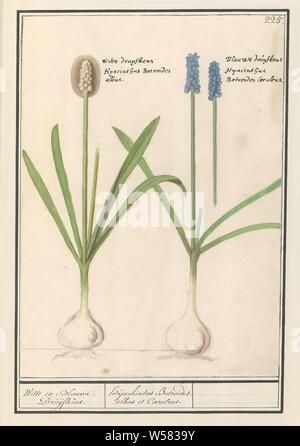 Blaue und weiße Trauben (Muscari botryoides) weißen und blauen Trauben. /Dhijachintus Botroides. Albus et Coeruleus (Titel auf Objekt), weiße und blaue Trauben. Nummerierte rechts oben: 225. An der Spitze der Namen in verschiedenen Sprachen. Teil der dritten Album mit Zeichnungen von Blumen und Pflanzen. Zehnten von zwölf Alben mit Zeichnungen von Tieren, Vögeln und Pflanzen um 1600 bekannt, von Kaiser Rudolf II. in Auftrag gegeben Mit Erklärung in Englisch, Latein und Französisch., Anselmus Boetius De Boodt, 1596-1610, Papier, Aquarell (Lack), deck Farbe, Kreide, Tinte, Kugelschreiber, H 267 mm x B 190 mm Stockfoto