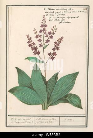 Schwarz Niesen (Veratrum nigrum) Weiß Niesen mit roter Blume. /Elleborus Albus flore Rubro. /Viraire (Titel auf Objekt), schwarz Niesen, auch als falsche schwarze Nieswurz bekannt. Nummerierte rechts oben: 248. Rechts oben den Namen in sechs Sprachen. Teil der dritten Album mit Zeichnungen von Blumen und Pflanzen. Zehnten von zwölf Alben mit Zeichnungen von Tieren, Vögeln und Pflanzen um 1600 bekannt, von Kaiser Rudolf II. in Auftrag gegeben Mit Erklärung in Englisch, Latein und Französisch., Anselmus Boetius De Boodt, 1596-1610, Papier, Aquarell (Lack), deck Farbe, Kreide, Tinte, Kugelschreiber, H 250 mm x B 180 mm Stockfoto