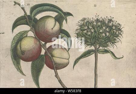 Pfirsich (Prunus Persica) und brennende Liebe (Silene chalcedonica), Pfirsich und brennende Liebe. Abbn. 10 und 11 auf einem Blatt von Hand nummeriert 6. In: Anselmi Boetii de Boot I.C. Brugensis & Rodolphi II. Imp. Roman. Medici ein cubiculis Florum, Herbarum, ac fructuum selectiorum Icones, & vires pleraeque hactenus ignotae. Teil des Albums mit Blechen aus De Boodts herbarium von 1640. Der zwölfte von zwölf Alben mit Aquarelle von Tieren, Vögeln und Pflanzen um 1600 bekannt, von Kaiser Rudolf II. in Auftrag gegeben wurde, Früchte: Pfirsich, anonym, 1604-1632 und/oder 1640, Papier, Tusche, Aquarell (Lack Stockfoto