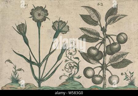 Bolderik (Agrostemma githago) und Sauerkirsche (Prunus cerasus), Bolderik und Sauerkirsche. Mit einigen Zierpflanzen und Ranken. Abbn. 41 und 42 auf einem Blatt von Hand nummeriert 22. In: Anselmi Boetii de Boot I.C. Brugensis & Rodolphi II. Imp. Roman. Medici ein cubiculis Florum, Herbarum, ac fructuum selectiorum Icones, & vires pleraeque hactenus ignotae. Teil des Albums mit Blechen aus De Boodts herbarium von 1640. Der zwölfte von zwölf Alben mit Aquarelle von Tieren, Vögeln und Pflanzen um 1600 bekannt, von Kaiser Rudolf II. beauftragt, anonym, 1604-1632 und/oder 1640, Papier Stockfoto