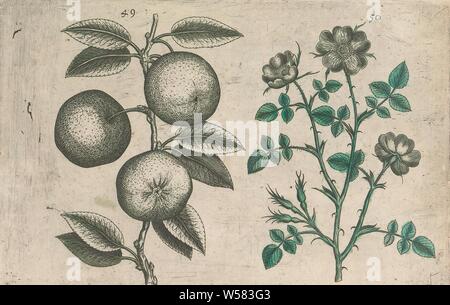 Apfel (Malus Pumila) und Heckenrose (Rosa Canina), Apple und Hund rose. Abbn. 49 und 50 auf eine Unnummerierte Blatt [25]. In: Anselmi Boetii de Boot I.C. Brugensis & Rodolphi II. Imp. Roman. Medici ein cubiculis Florum, Herbarum, ac fructuum selectiorum Icones, & vires pleraeque hactenus ignotae. Teil des Albums mit Blechen aus De Boodts herbarium von 1640. Der zwölfte von zwölf Alben mit Aquarelle von Tieren, Vögeln und Pflanzen um 1600 bekannt, von Kaiser Rudolf II. in Auftrag gegeben wurde, Früchte: Apfel, Blumen: Rosen, anonym, 1604-1632 und/oder 1640, Papier, Tusche, Aquarell (Lack Stockfoto