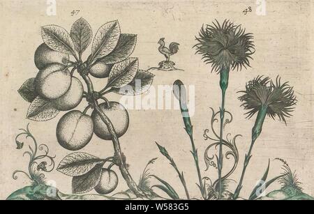 Cherry Plum (Prunus cerasifera) und Garten Nelke (Dianthus caryophyllus), Kirsche, Pflaume und Garten Nelke mit einem Huhn und einige Zierpflanzen und Ranken. Abbn. 47 und 48 auf einem Blatt von Hand nummeriert 24. In: Anselmi Boetii de Boot I.C. Brugensis & Rodolphi II. Imp. Roman. Medici ein cubiculis Florum, Herbarum, ac fructuum selectiorum Icones, & vires pleraeque hactenus ignotae. Teil des Albums mit Blechen aus De Boodts herbarium von 1640. Der zwölfte von zwölf Alben mit Aquarelle von Tieren, Vögeln und Pflanzen um 1600 bekannt, von Kaiser Rudolf II. in Auftrag gegeben Stockfoto