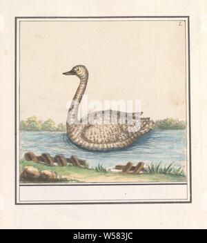 Schwan (Cygnus), Swan. Nummerierte rechts oben: 2. Teil der dritten Album mit Zeichnungen von Vögeln. Fünfte von zwölf Alben mit Zeichnungen von Tieren, Vögeln und Pflanzen um 1600 bekannt, von Kaiser Rudolf II. in Auftrag gegeben Mit Erklärungen in Deutsch, Latein und Französisch, Wasser- Vögel: Swan, Anselmus Boetius De Boodt, 1596-1610, Papier, Aquarell (Lack), deck Farbe, Bleistift, Kreide, Pinsel, H 161 mm x B 167 mm Stockfoto