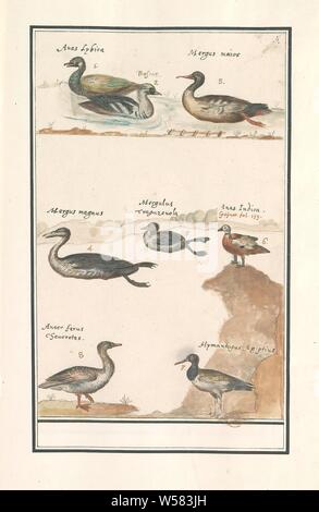 Blatt mit 8 Enten (Anas), (Mergus Merganser) und andere Wasservögel, Blatt mit acht verschiedene Arten von Enten, Blenden, eine Gans und ein austernfischer. Nummerierte rechts oben: 5. Mit dem lateinischen Namen. Teil der dritten Album mit Zeichnungen von Vögeln. Fünfte von zwölf Alben mit Zeichnungen von Tieren, Vögeln und Pflanzen um 1600 bekannt, von Kaiser Rudolf II. in Auftrag gegeben Mit Erklärungen in Deutsch, Latein und Französisch, Wasser- Vögel: Ente, Wasser- Vögel: Gans, Wasser - Vögel (AUSTERNFISCHER), Anselmus Boetius De Boodt, 1596-1610, Papier, Aquarell (Lack), deck Farbe, Bleistift, Kreide, Tinte, Kugelschreiber, H 265 mm x B 169 mm Stockfoto