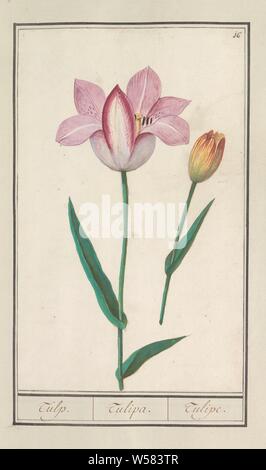 Tulpe (Tulipa), Tulpe. / Tulipa. /Tulipe. (Titel auf Objekt), Rosa Tulpe und einer gelb-roten Tulpe. Nummerierte rechts oben: 16. Teil des ersten Albums mit Zeichnungen von Blumen und Pflanzen. Achten von zwölf Alben mit Zeichnungen von Tieren, Vögeln und Pflanzen um 1600 bekannt, von Kaiser Rudolf II. in Auftrag gegeben Mit Erklärung in Deutsch, Latein und Französisch, Blumen: Tulpen, Anselmus Boetius De Boodt, 1596-1610, Papier, Aquarell (Lack), deck Farbe, Kreide, Pinsel, H 270 mm x B 167 mm Stockfoto