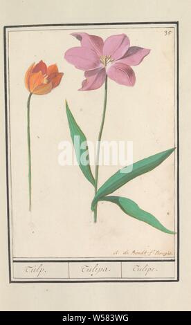 Tulpe (Tulipa), Tulpe. / Tulipa. /Tulipe. (Titel auf Objekt), orange und rosa Tulpe. Nummerierte rechts oben: 35. Teil des ersten Albums mit Zeichnungen von Blumen und Pflanzen. Achten von zwölf Alben mit Zeichnungen von Tieren, Vögeln und Pflanzen um 1600 bekannt, von Kaiser Rudolf II. in Auftrag gegeben Mit Erklärung in Deutsch, Latein und Französisch, Blumen: Tulpen, Anselmus Boetius De Boodt (auf Objekt erwähnt), 1596-1610, Papier, Aquarell (Lack), deck Farbe, Kreide, Pinsel, H 256 mm x B 180 mm Stockfoto