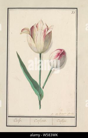 Tulpe (Tulipa), Tulpe. / Tulipa. /Tulipe. (Titel auf Objekt), rote und weiße Tulpe. Nummerierte rechts oben: 33. Teil des ersten Albums mit Zeichnungen von Blumen und Pflanzen. Achten von zwölf Alben mit Zeichnungen von Tieren, Vögeln und Pflanzen um 1600 bekannt, von Kaiser Rudolf II. in Auftrag gegeben Mit Erklärungen in Deutsch, Latein und Französisch, Blumen: Tulpen, Anselmus Boetius De Boodt (auf Objekt erwähnt), 1596-1610, Papier, Aquarell (Lack), deck Farbe, Kreide, Pinsel, H 259 mm x B 182 mm Stockfoto