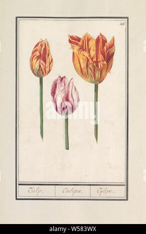 Tulpe (Tulipa), Tulpe. / Tulipa. /Tulipe. (Titel auf Objekt), zwei gelb-rot und weiß-rote Tulpe. Nummerierte rechts oben: 48. Teil des ersten Albums mit Zeichnungen von Blumen und Pflanzen. Achten von zwölf Alben mit Zeichnungen von Tieren, Vögeln und Pflanzen um 1600 bekannt, von Kaiser Rudolf II. in Auftrag gegeben Mit Erklärung in Deutsch, Latein und Französisch, Blumen: Tulpen, Anselmus Boetius De Boodt, 1596-1610, Papier, Aquarell (Lack), deck Farbe, Kreide, Pinsel, H 251 mm x B 165 mm Stockfoto