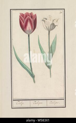 Tulpe (Tulipa), Tulpe. / Tulipa. /Tulipe. (Titel auf Objekt), Rot und Weiß und eine weiße Tulpe. Nummerierte rechts oben: 51. Teil des ersten Albums mit Zeichnungen von Blumen und Pflanzen. Achten von zwölf Alben mit Zeichnungen von Tieren, Vögeln und Pflanzen um 1600 bekannt, von Kaiser Rudolf II. in Auftrag gegeben Mit Erklärungen in Deutsch, Latein und Französisch, Blumen: Tulpen, Anselmus Boetius De Boodt, 1596-1610, Papier, Aquarell (Lack), deck Farbe, Kreide, Pinsel, H 248 mm x B 145 mm Stockfoto