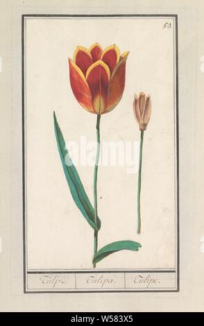 Tulpe (Tulipa), Tulpe. / Tulipa. /Tulipe. (Titel auf Objekt), Rot-gelb Tulip und Saatgut. Nummerierte rechts oben: 53. Teil des ersten Albums mit Zeichnungen von Blumen und Pflanzen. Achten von zwölf Alben mit Zeichnungen von Tieren, Vögeln und Pflanzen um 1600 bekannt, von Kaiser Rudolf II. in Auftrag gegeben Mit Erklärung in Deutsch, Latein und Französisch, Blumen: Tulpen, Anselmus Boetius De Boodt, 1596-1610, Papier, Aquarell (Lack), deck Farbe, Kreide, Pinsel, H 271 mm x B 160 mm Stockfoto