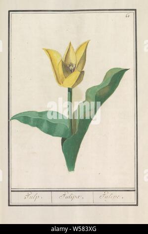 Tulpe (Tulipa), Tulpe. / Tulipa. /Tulipe. (Titel auf Objekt), Gelbe Tulpe. Nummerierte rechts oben: 61. Teil des ersten Albums mit Zeichnungen von Blumen und Pflanzen. Achten von zwölf Alben mit Zeichnungen von Tieren, Vögeln und Pflanzen um 1600 bekannt, von Kaiser Rudolf II. in Auftrag gegeben Mit Erklärungen in Deutsch, Latein und Französisch, Blumen: Tulpen, Anselmus Boetius De Boodt, 1596-1610, Papier, Aquarell (Lack), deck Farbe, Kreide, Pinsel, H 262 mm x B 190 mm Stockfoto