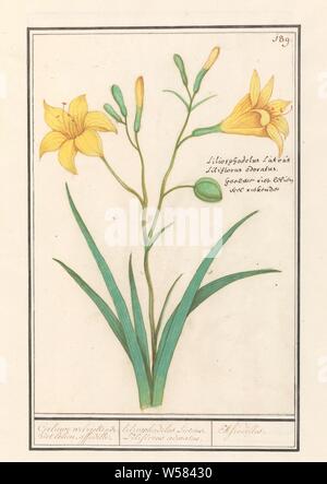 Gelbe Lilie (Lilium). /Liliosphodelus Luteus. LIliflorus adoratus. /Afrodilles. (Titel auf Objekt), gelbe Lilie. Nummerierte rechts oben: 189. Rechts der Lateinischen und der Holländischen Namen. Teil des zweiten Album mit Zeichnungen von Blumen und Pflanzen. Neunten von zwölf Alben mit Zeichnungen von Tieren, Vögeln und Pflanzen um 1600 bekannt, von Kaiser Rudolf II. in Auftrag gegeben Mit Erklärungen in Deutsch, Latein und Französisch, Blumen: Lily, Anselmus Boetius De Boodt, 1596-1610, Papier, Aquarell (Lack), deck Farbe, Kreide, Tinte, Kugelschreiber, H 260 mm x B 177 mm Stockfoto