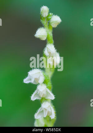 Schleichende ladys - tresses (Goodyera repens) Stockfoto