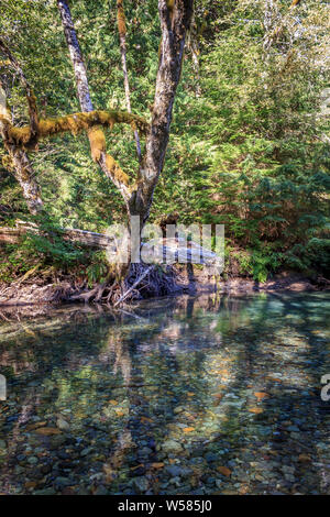 Sauberes Wasser durch einen Bach in Mt Rainier National Park, Washington, USA fließt Stockfoto
