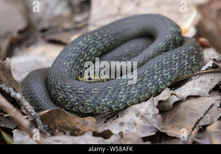 Nicht sehr große Ringelnatter liegt auf Wald Blätter und Wurf, beringt, während seine Zunge heraus haften Düfte zu sammeln Stockfoto