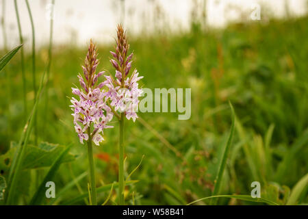 Kreide Grünland Wiese Stockfoto