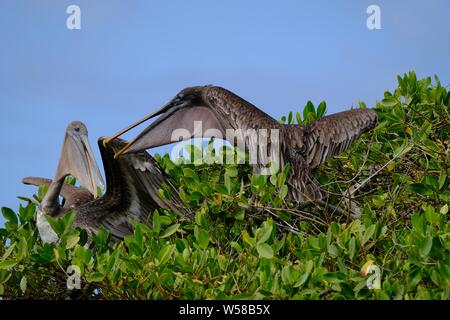 Fernaufnahme von zwei Pelikanen, die auf einem Baum sitzen An einem sonnigen Tag Stockfoto